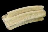 Pleistocene Aged Fossil Horse Tooth - Kansas #134853-1